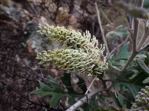 Image of Grevillea willisii R. V. Smith & Mc Gill.