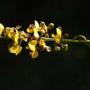 Image of Eulophia streptopetala var. stenophylla (Summerh.) P. J. Cribb