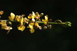 Plancia ëd Eulophia streptopetala var. stenophylla (Summerh.) P. J. Cribb