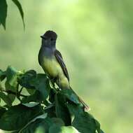 Image of Great Crested Flycatcher