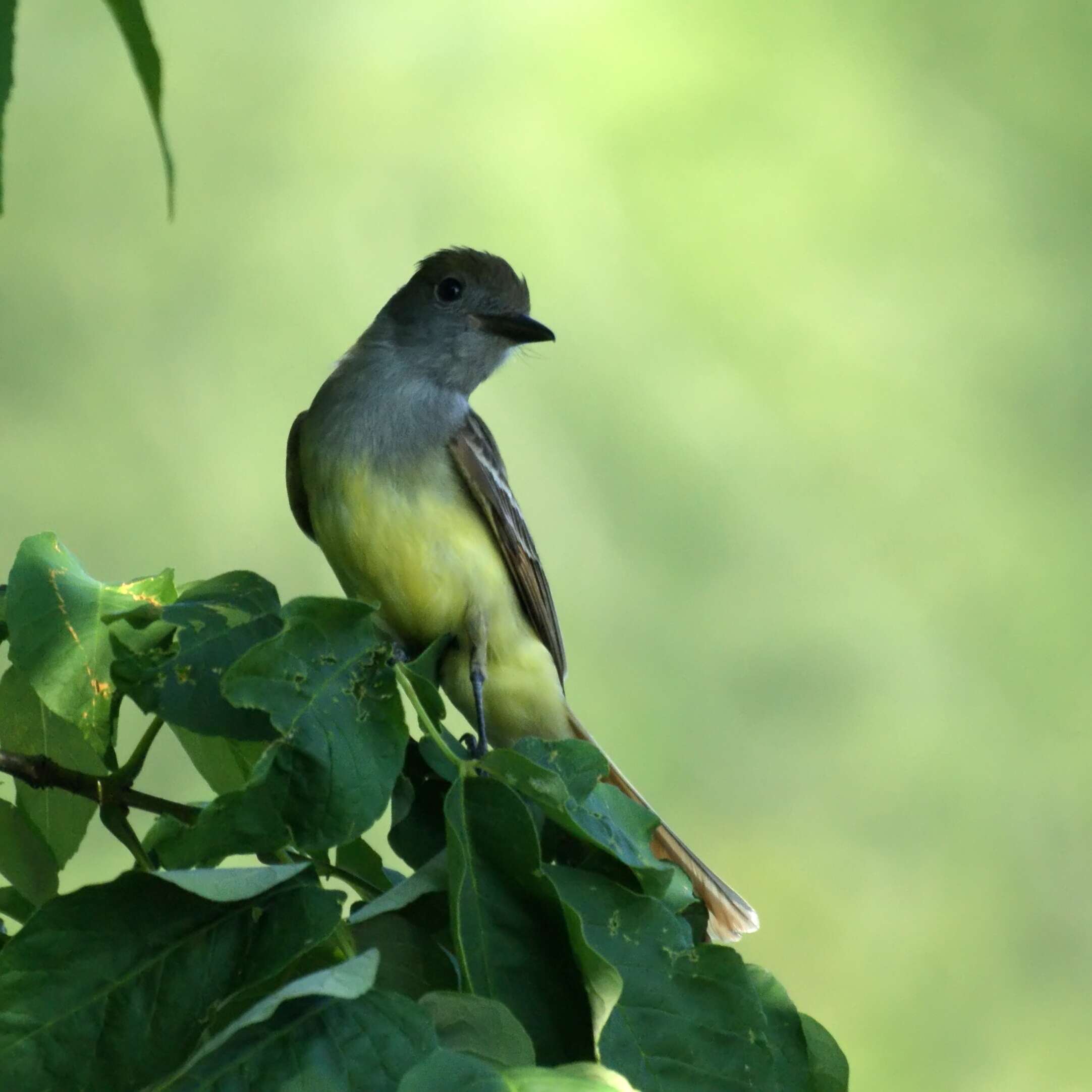 Image of Great Crested Flycatcher