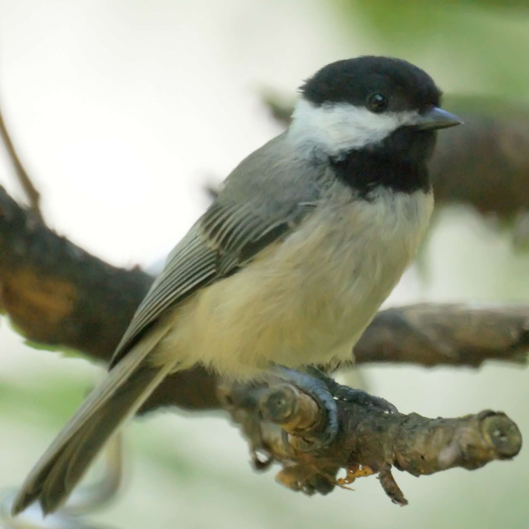 Plancia ëd Poecile atricapillus (Linnaeus 1766)