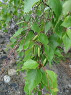 Image of Alaska Paper Birch