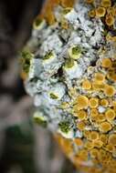 Image of texosporium lichen