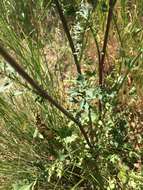 Image of Brewer's ragwort