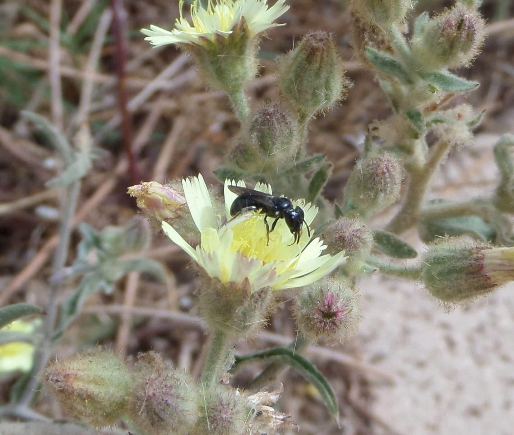 Ceratina cucurbitina (Rossi 1792)的圖片