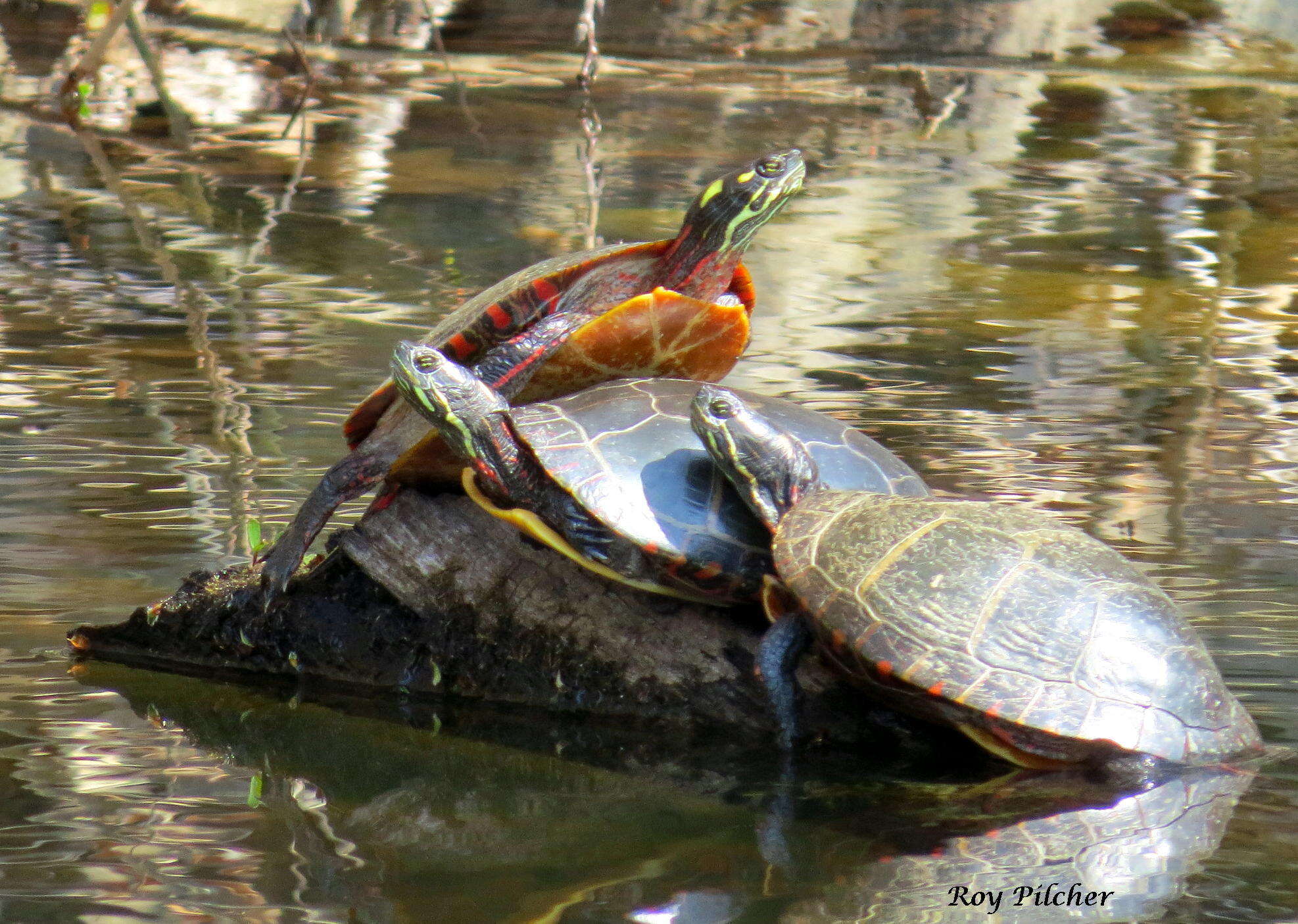 Image of Eastern Painted Turtle