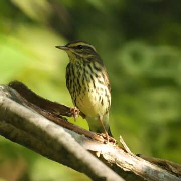 Image of Northern Waterthrush