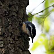 Imagem de Sitta canadensis Linnaeus 1766