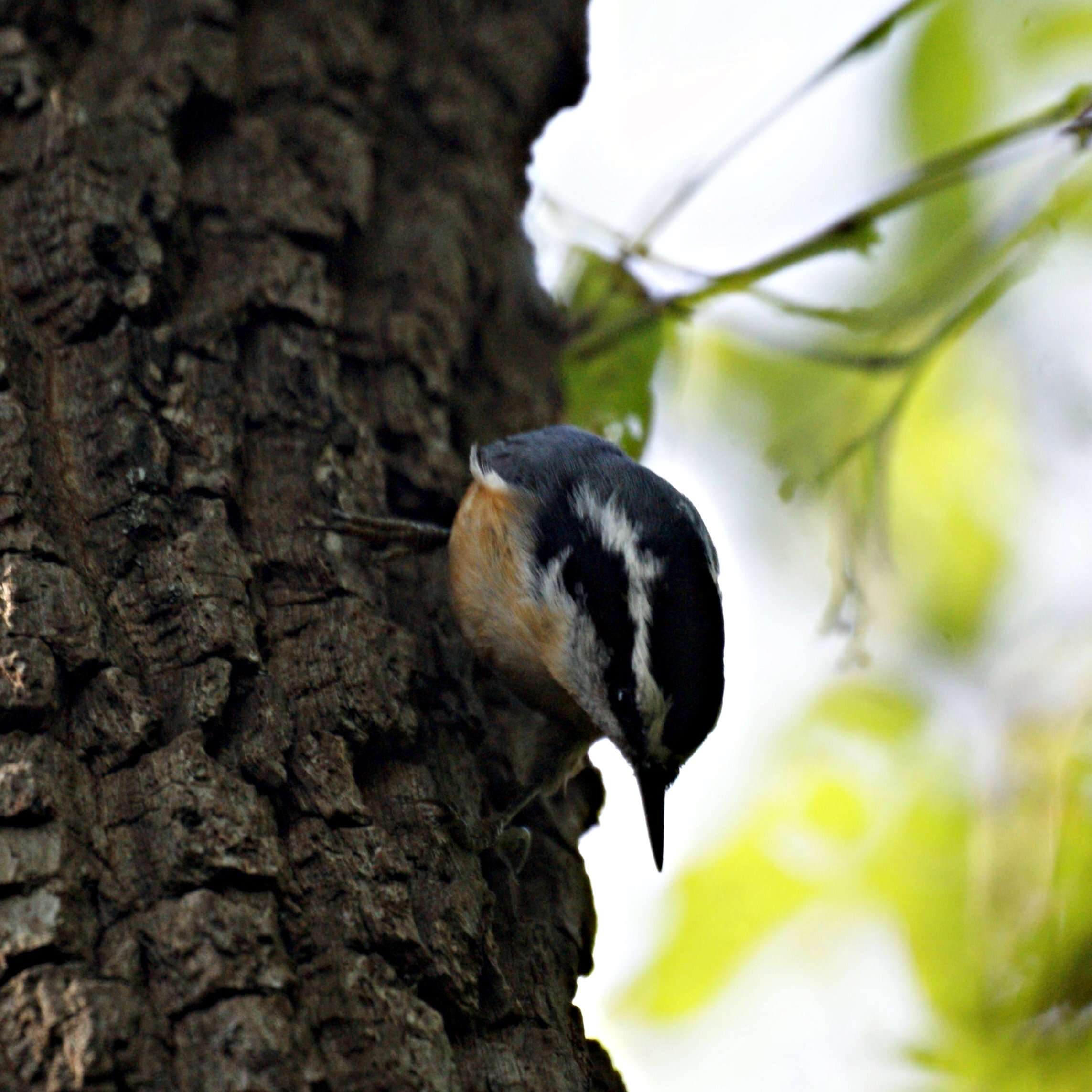 Image of Red-breasted Nuthatch