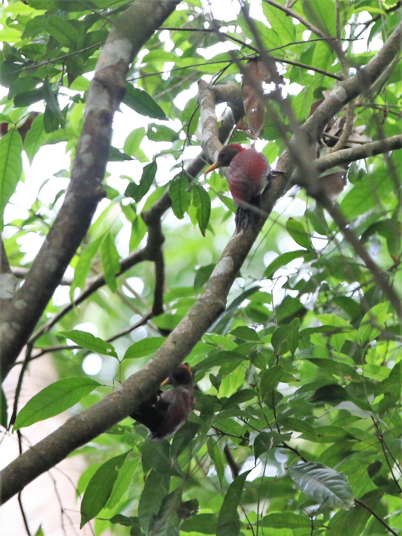 Image of Maroon Woodpecker