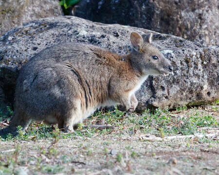 Image de Pademelon à cou rouge