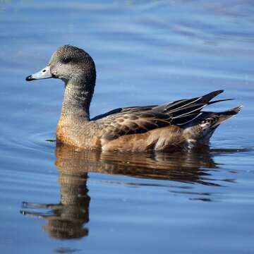 Image of American Wigeon