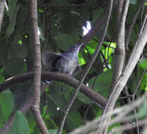 Image of Mato Grosso Antbird