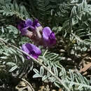 Image of rimrock milkvetch