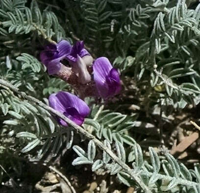 صورة Astragalus desperatus M. E. Jones