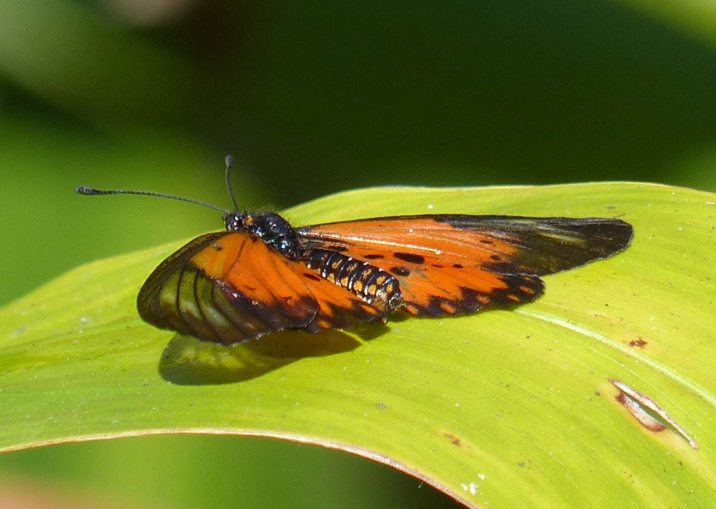 Слика од Acraea fornax Butler 1879