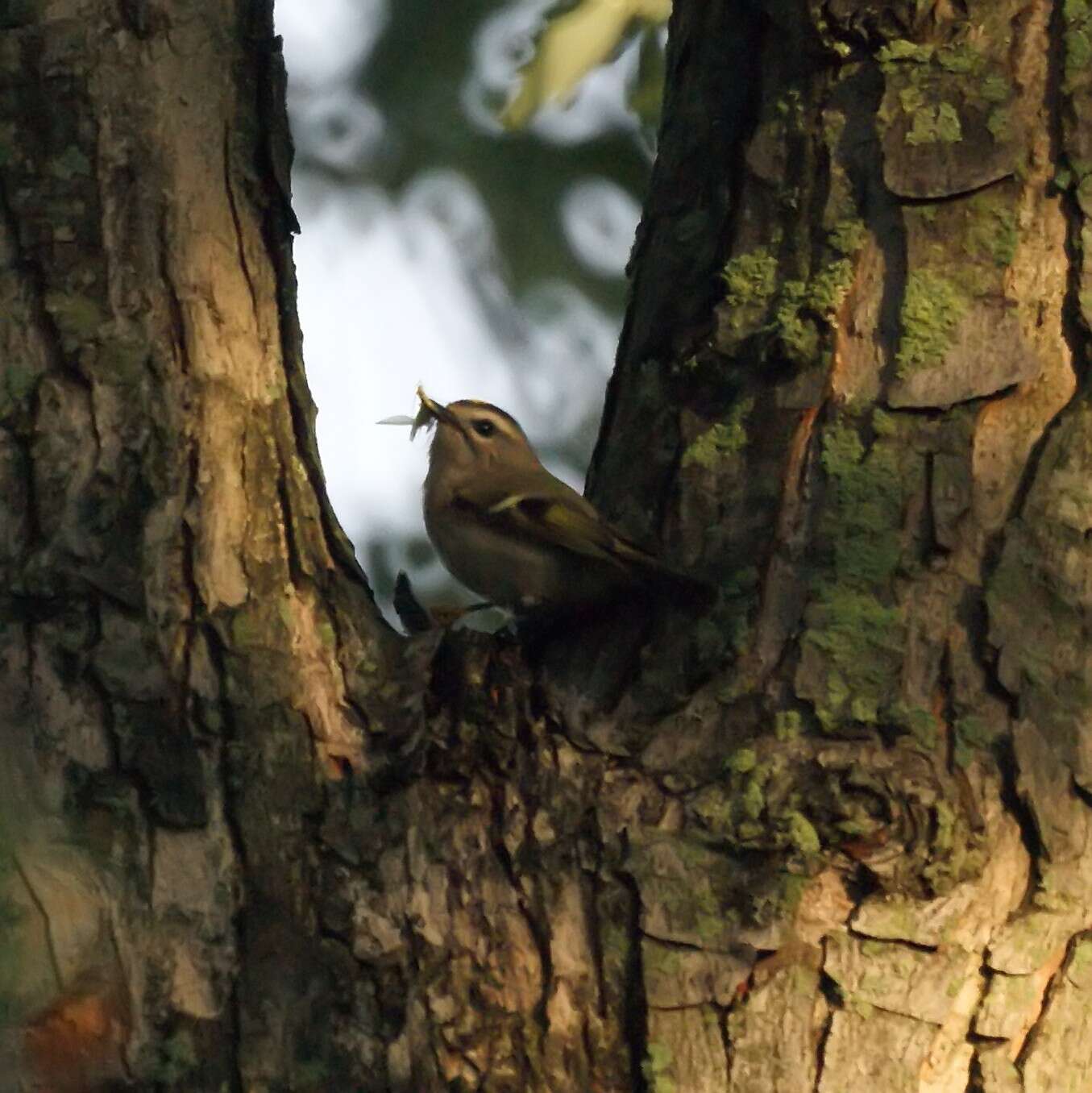 Image of Golden-crowned Kinglet