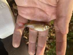 Image of Buenos Aires tetra