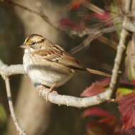 Image of White-throated Sparrow