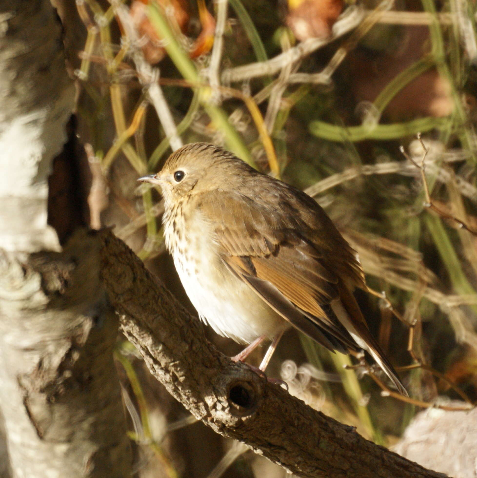 Image of Hermit Thrush