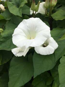 Image of Calystegia lucana (Ten.) G. Don fil.