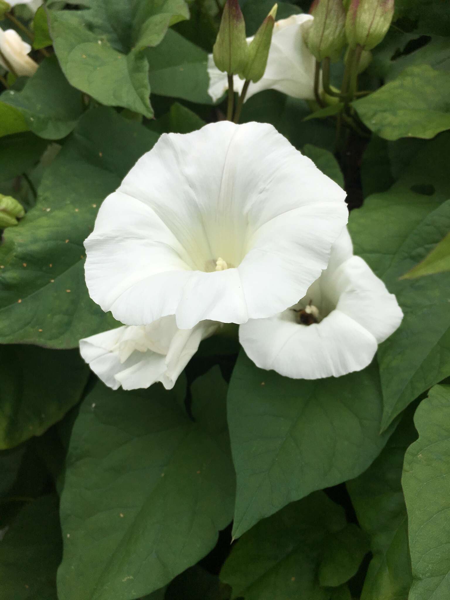 Image of Calystegia lucana (Ten.) G. Don fil.