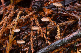 Image of Gymnopus androsaceus (L.) Della Maggiora & Trassin. 2014