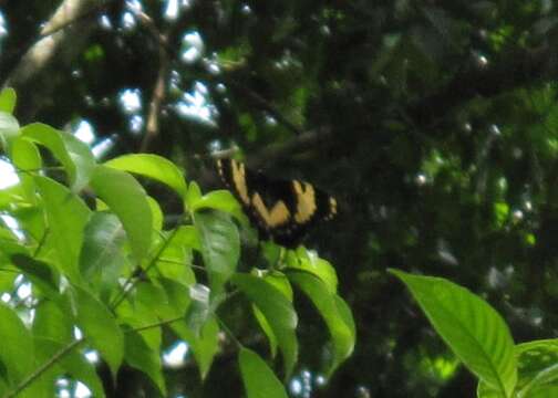 Image of Homerus Swallowtail