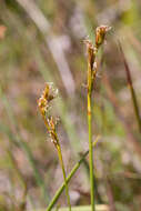 Image of Machaerina acuta (Labill.) J. Kern