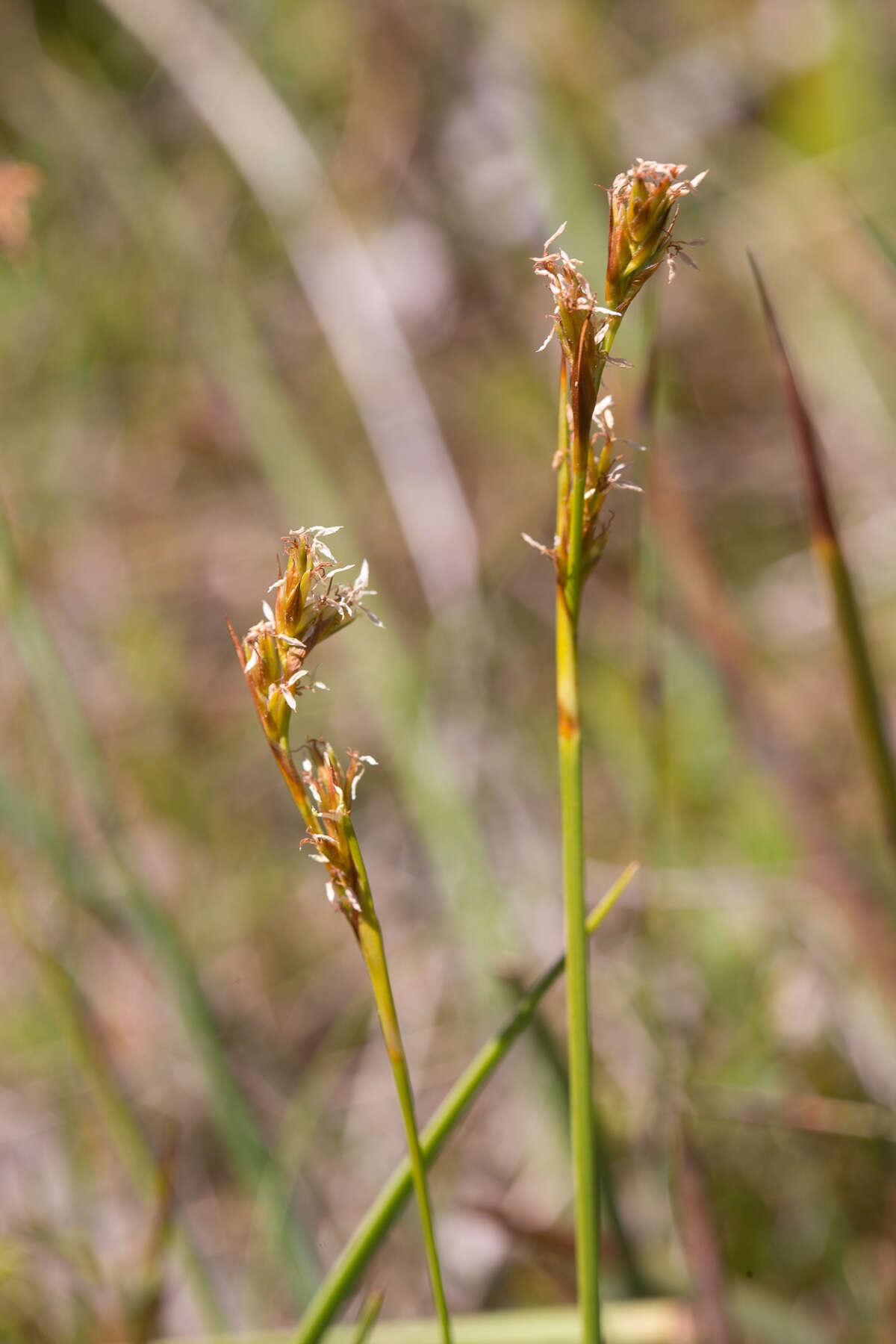 Sivun Machaerina acuta (Labill.) J. Kern kuva