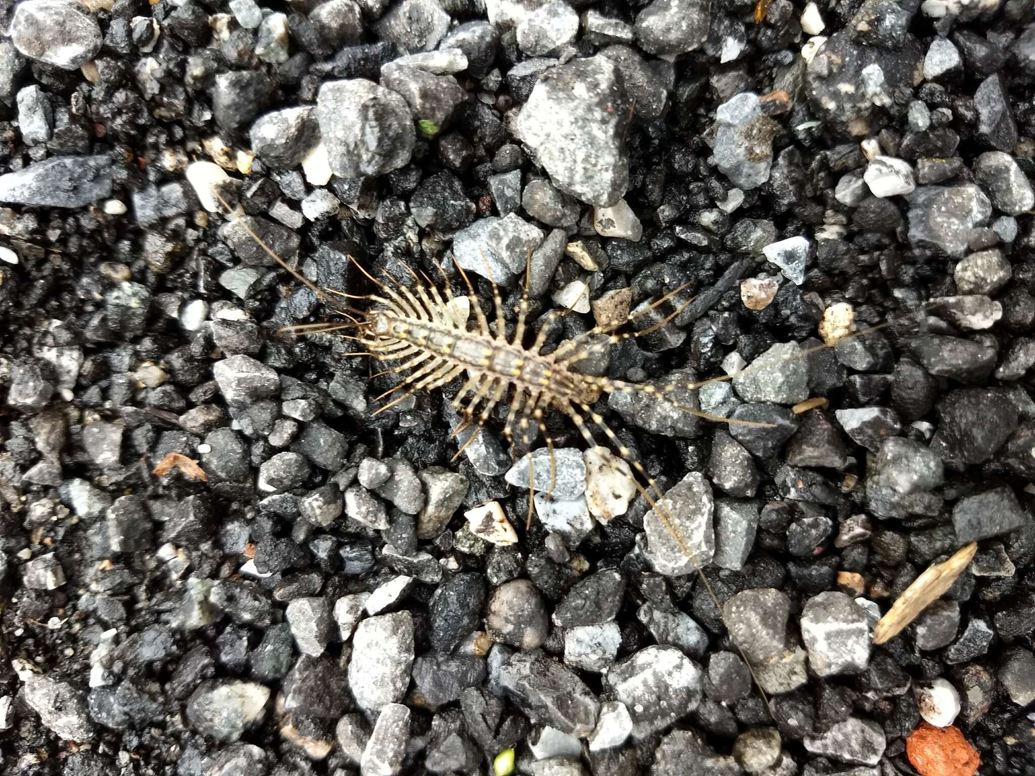 Image of Japanese House Centipede