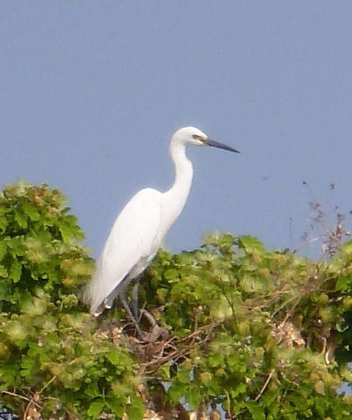 Image of <i>Egretta garzetta dimorpha</i>