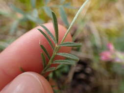 Imagem de Onobrychis oxyodonta Boiss.