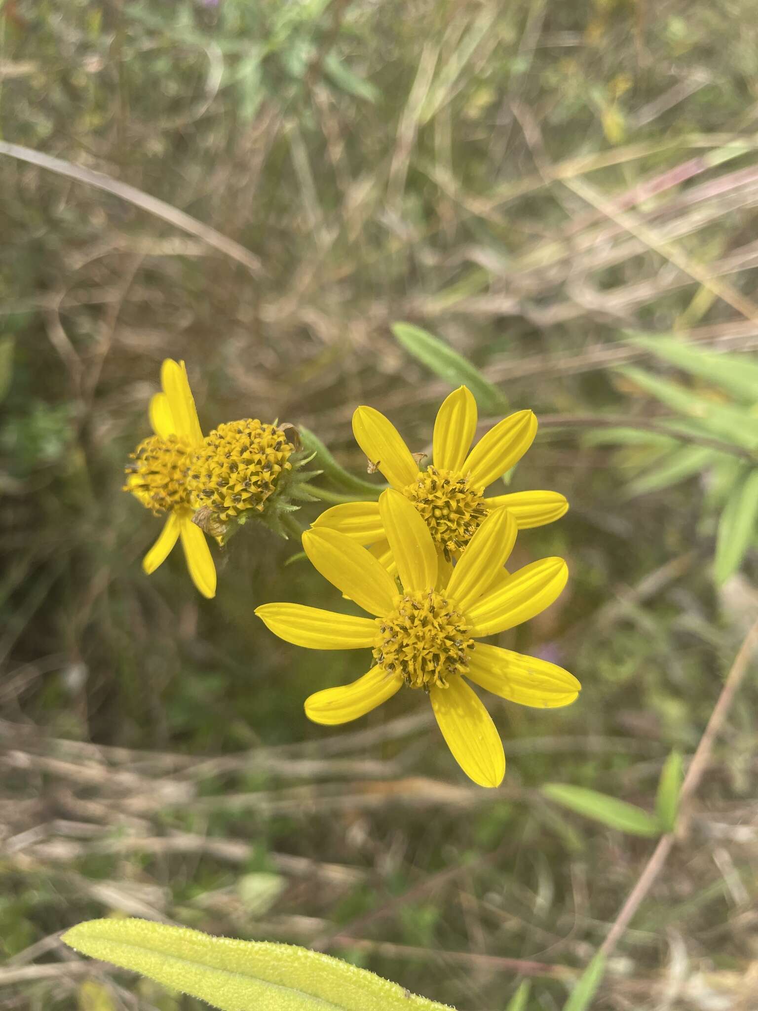 Image of Schweinitz's sunflower