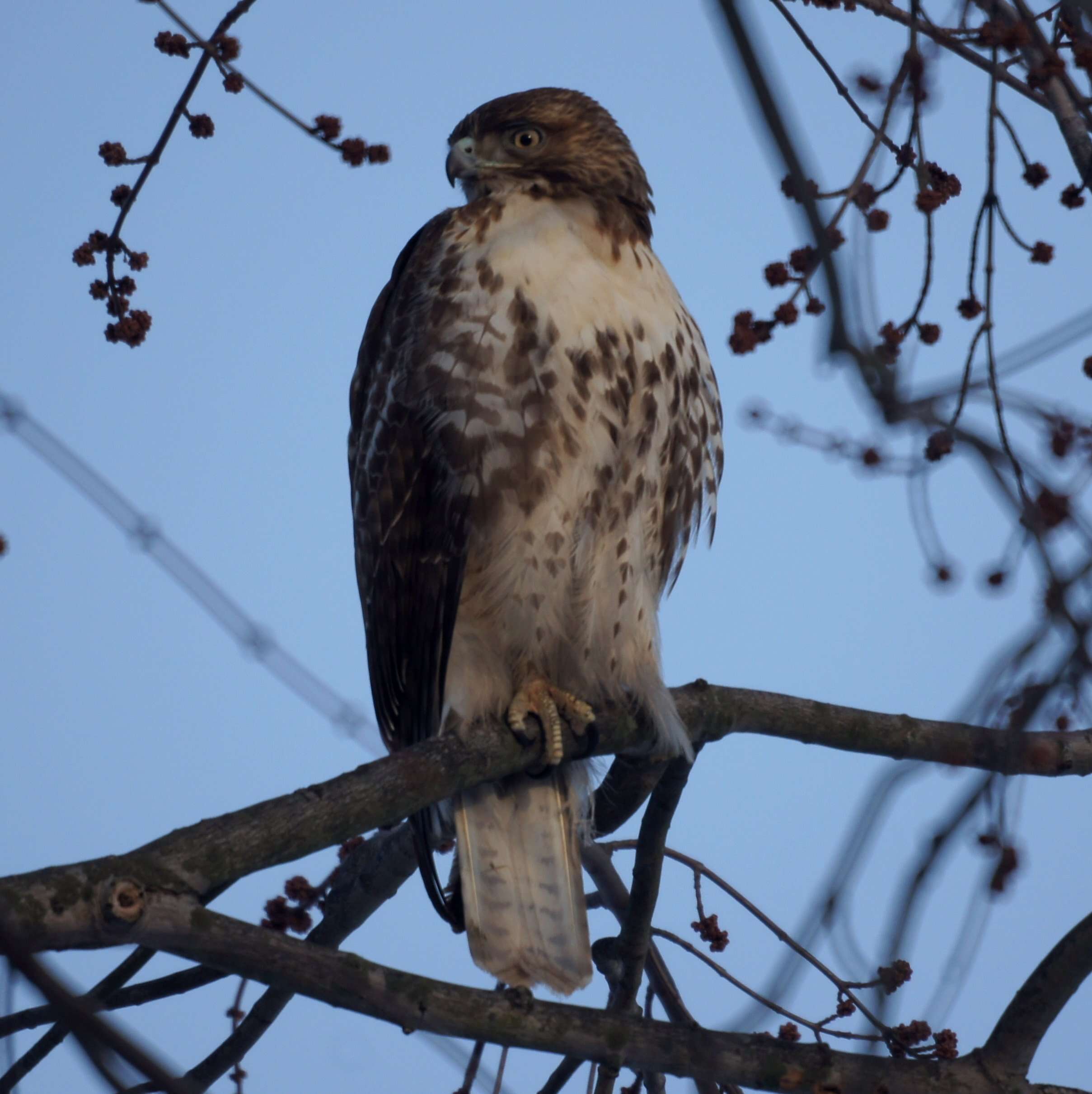 Image of Eastern Red-tailed Hawk