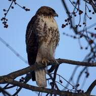 Image of Eastern Red-tailed Hawk