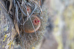 Image de Mammillaria spinosissima subsp. spinosissima