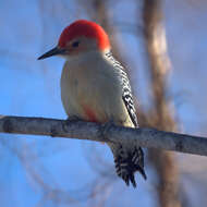 Image of Red-bellied Woodpecker