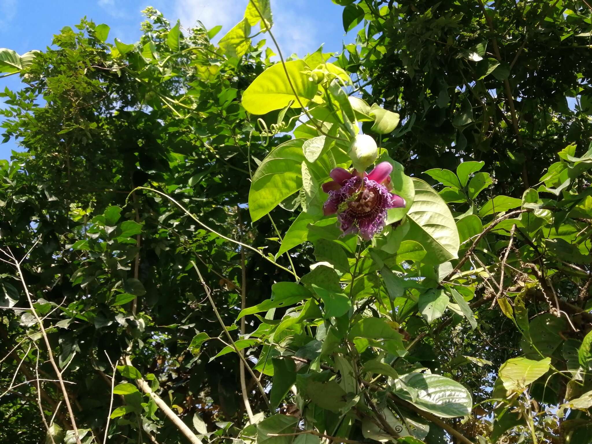 Plancia ëd Passiflora quadrangularis L.