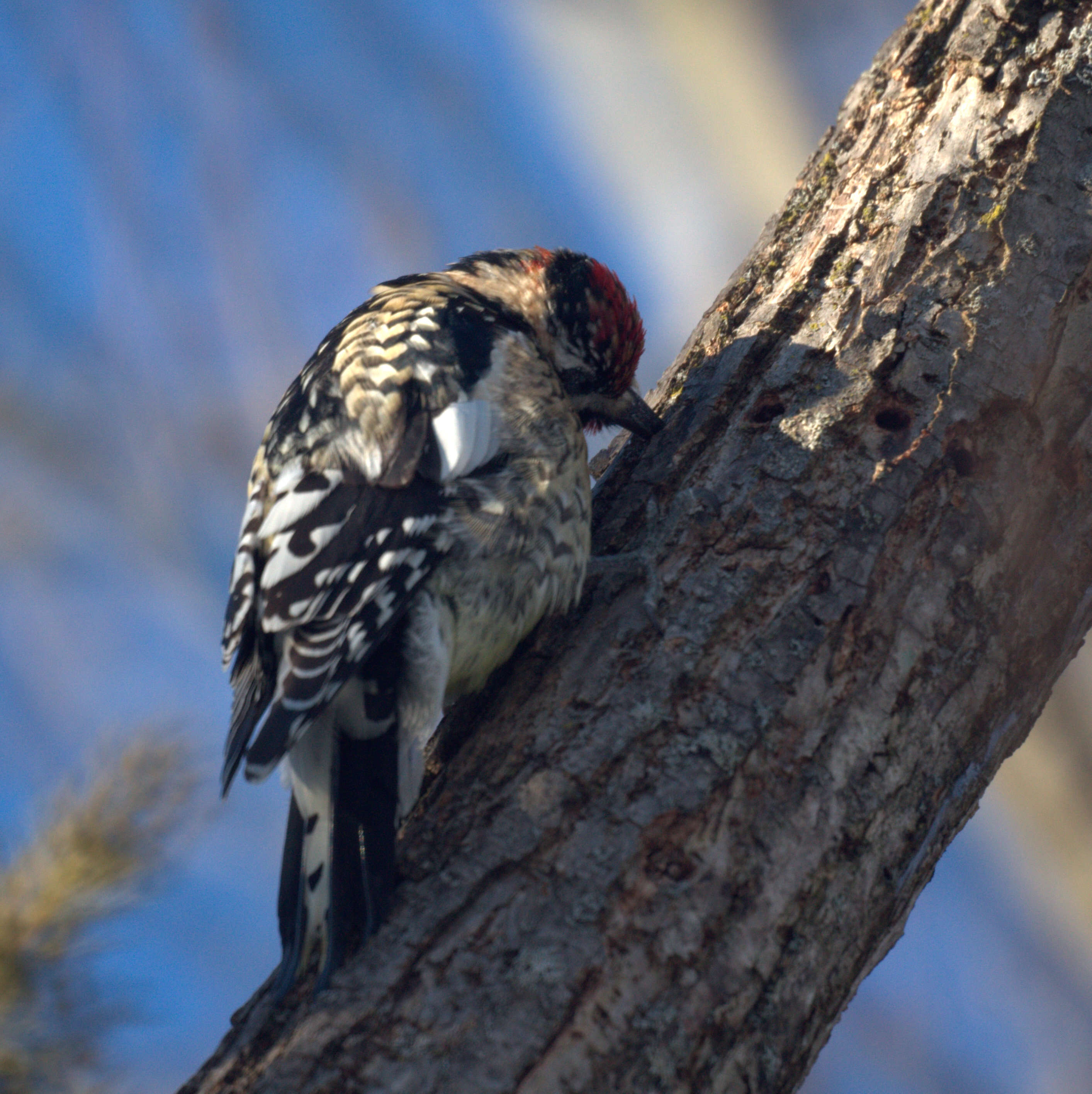 Image of Sapsucker