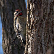 Image of Sapsucker