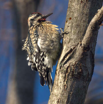 Image of Sapsucker