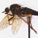 Image of Anabarhynchus plumbeoides Lyneborg 2001