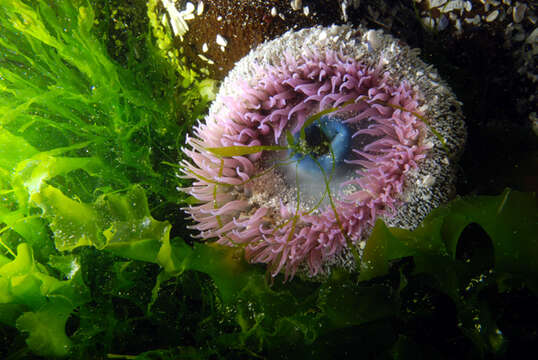 Image of Sandy anemone