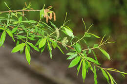 Image of Salix udensis subsp. siuzevii (Seemen) Nedol.