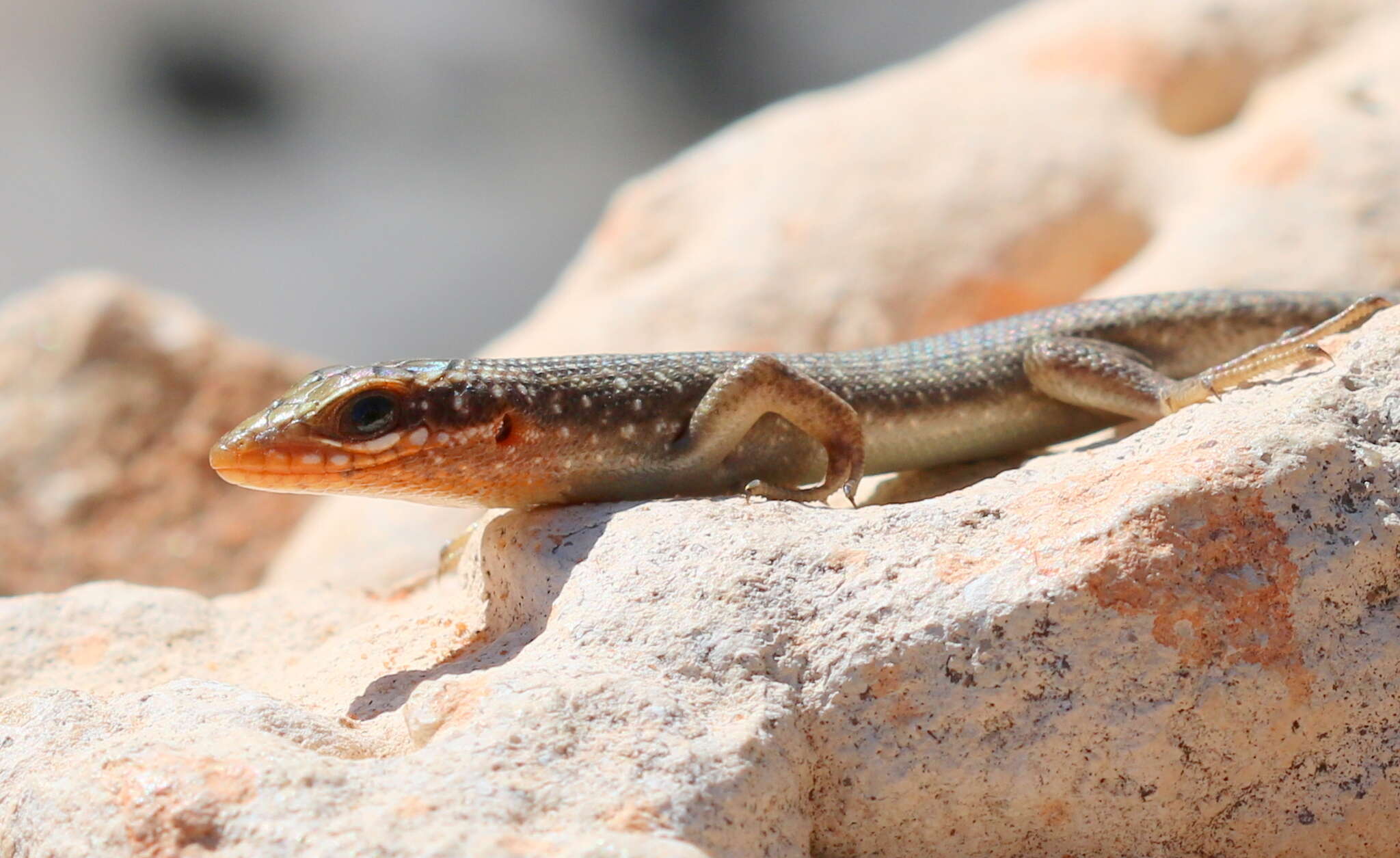 Image de Trachylepis sparsa (Mertens 1954)