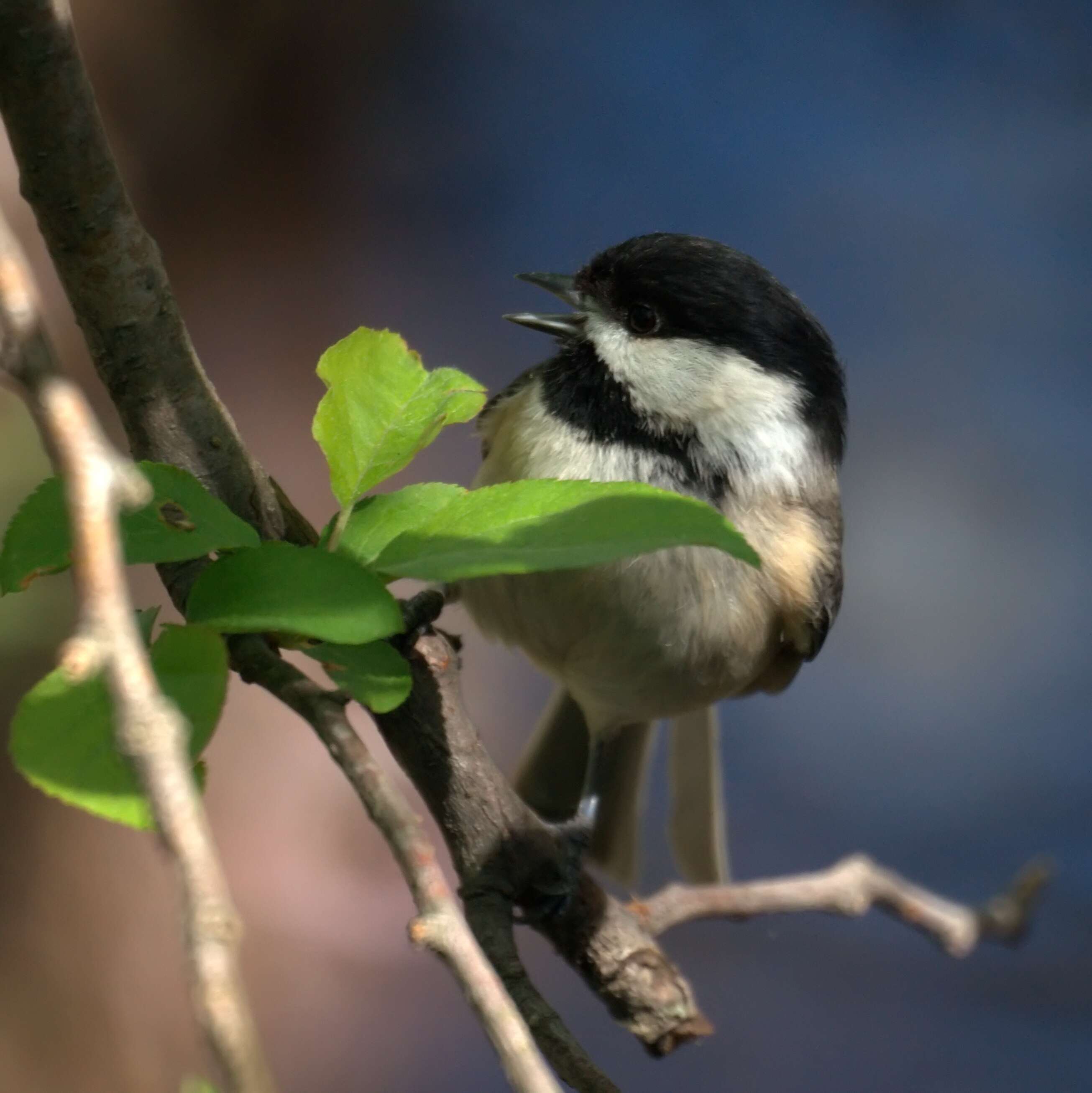 Plancia ëd Poecile atricapillus (Linnaeus 1766)