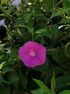 Image of Ipomoea dumosa (Benth.) L. O. Wms.