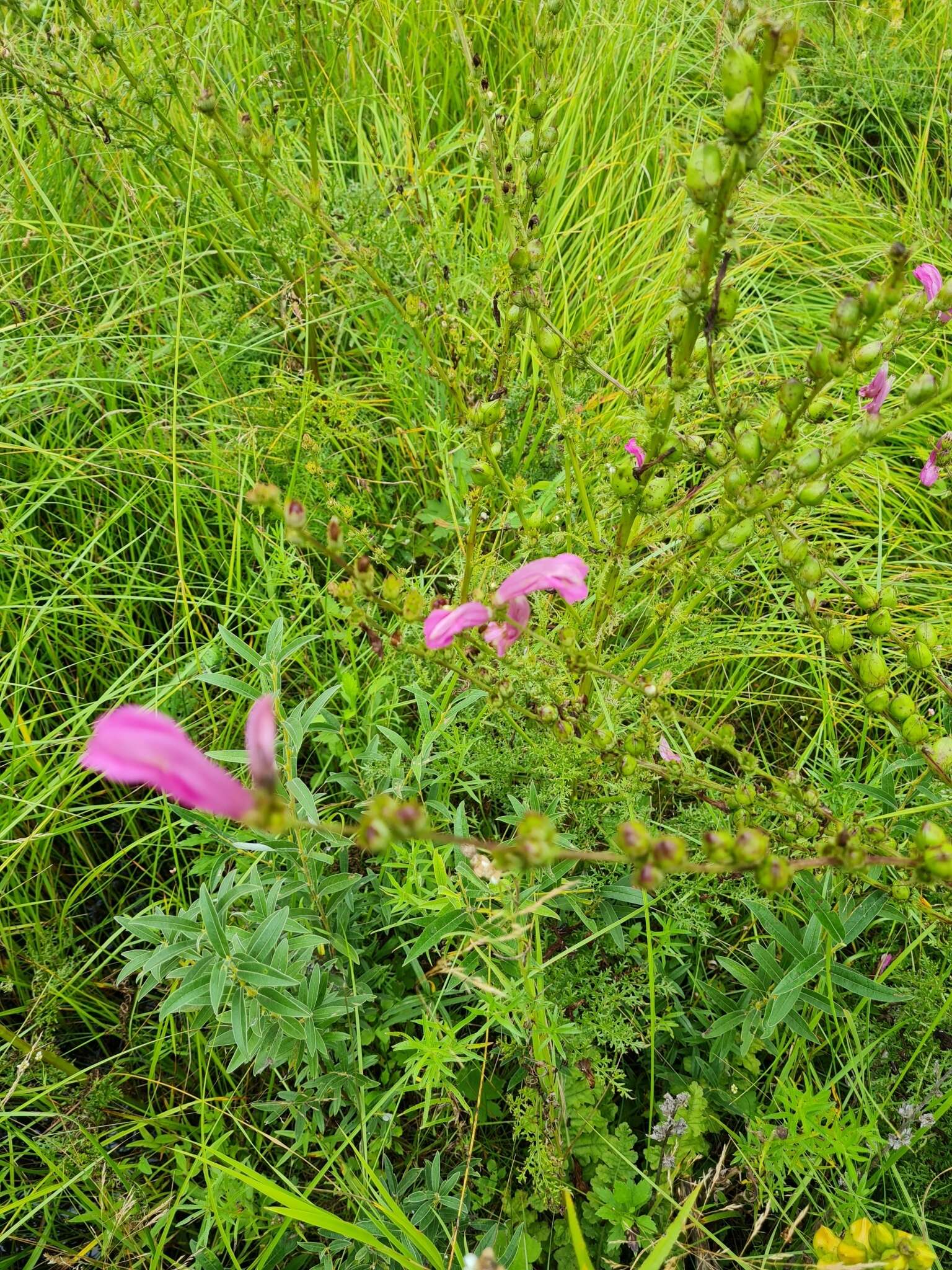 Слика од Pedicularis grandiflora Fisch.